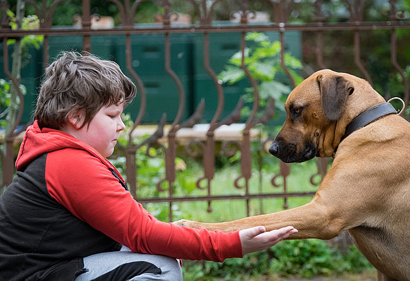 Kind reicht Hund die Hand, Hund legt Pfote darauf